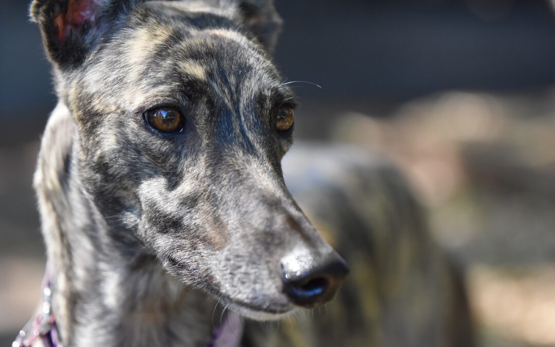 El viejo galgo